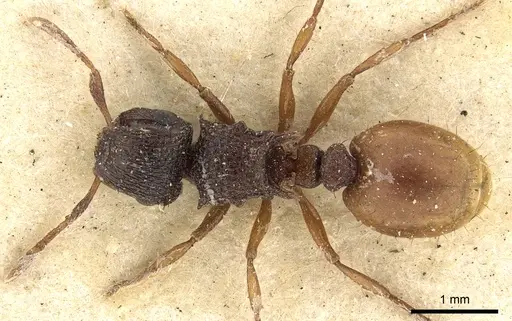 Meranoplus dimidiatus - CASENT0902043