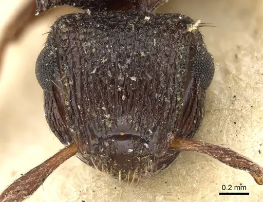 Meranoplus dimidiatus - CASENT0902043