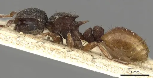 Meranoplus dimidiatus - CASENT0902043