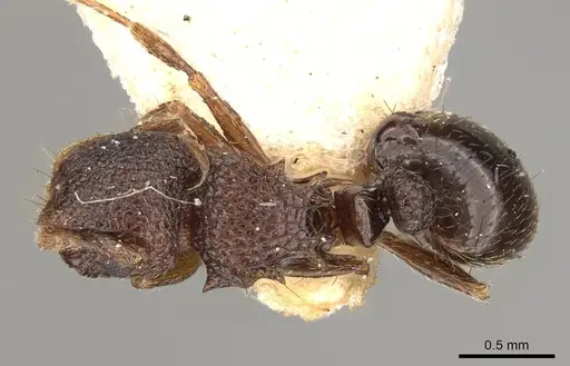 Meranoplus dimidiatus - CASENT0914053