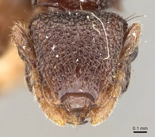 Meranoplus dimidiatus - CASENT0914053