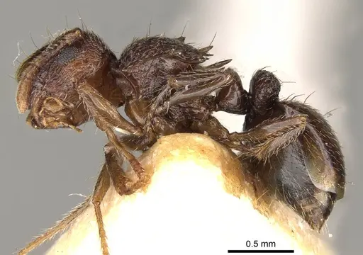 Meranoplus dimidiatus - CASENT0914053