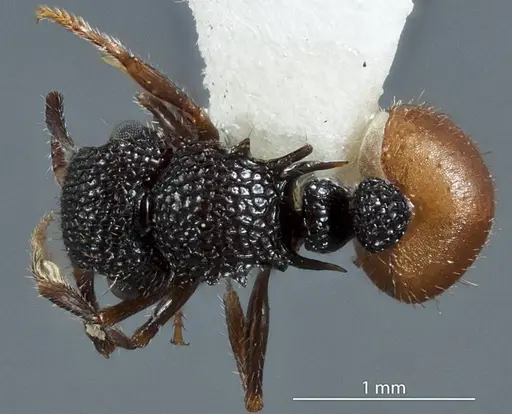 Meranoplus dimidiatus - JDM32-003298