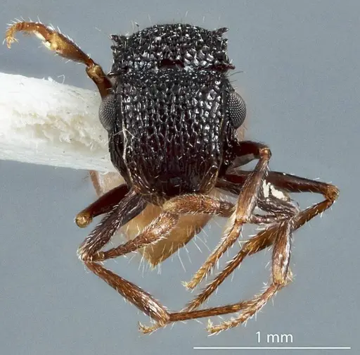 Meranoplus dimidiatus - JDM32-003298