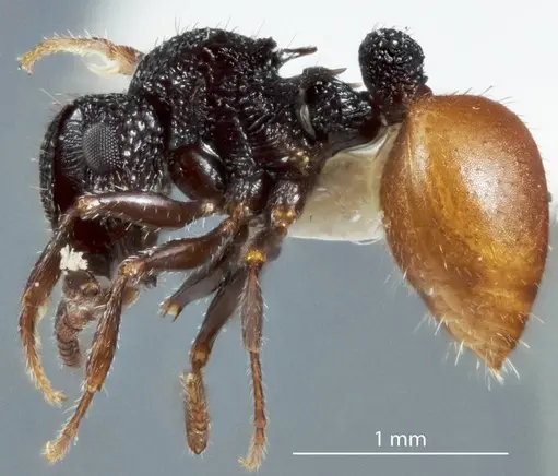 Meranoplus dimidiatus - JDM32-003298