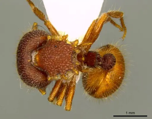 Meranoplus diversoides specimen