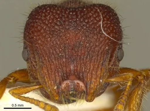 Meranoplus diversoides specimen