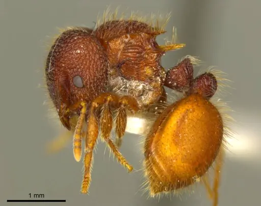 Meranoplus diversoides specimen