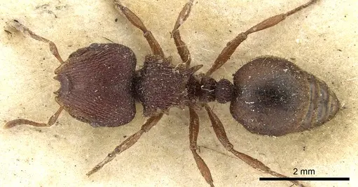 Meranoplus diversus specimen