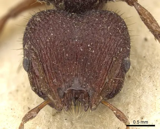 Meranoplus diversus specimen