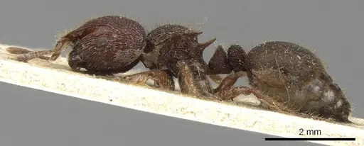 Meranoplus diversus specimen