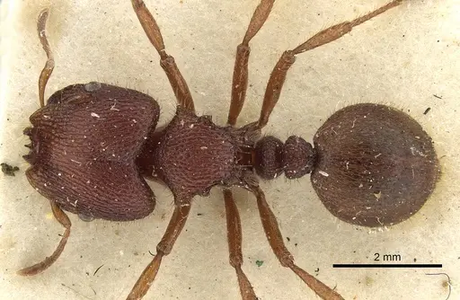 Meranoplus diversus - CASENT0902045
