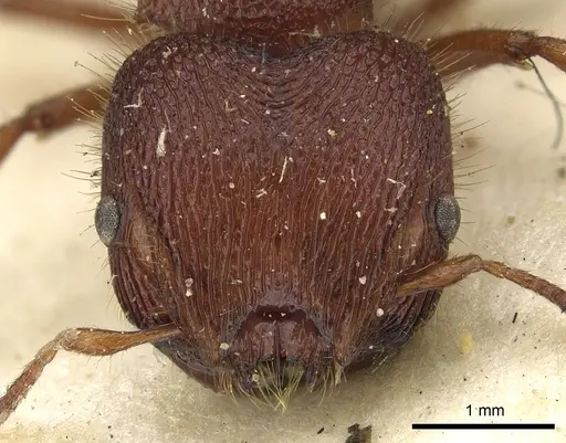 Meranoplus diversus - CASENT0902045