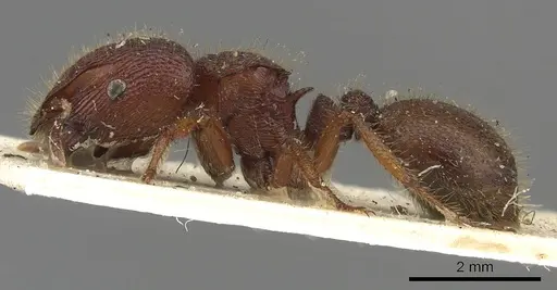 Meranoplus diversus - CASENT0902045