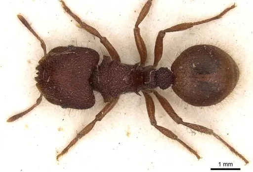 Meranoplus diversus - CASENT0914054