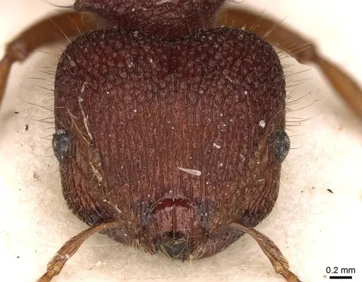 Meranoplus diversus - CASENT0914054