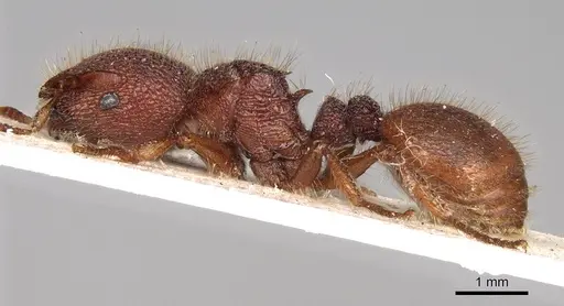 Meranoplus diversus - CASENT0914054