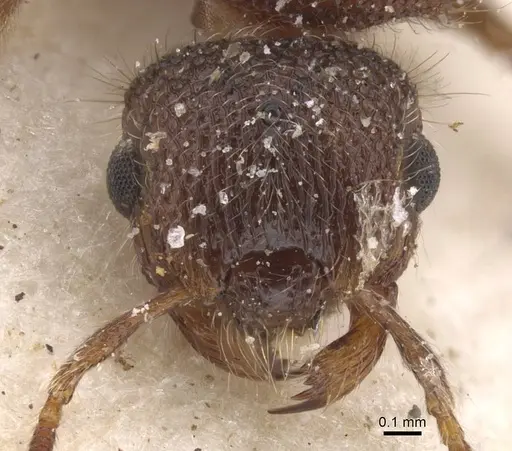 Meranoplus doddi specimen