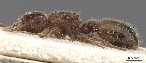 Meranoplus doddi specimen