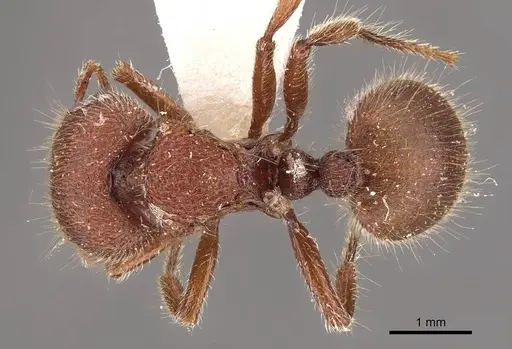 Meranoplus duyfkeni specimen