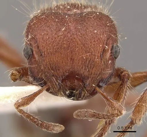 Meranoplus duyfkeni specimen