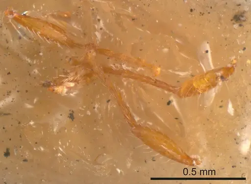 Meranoplus excavatus specimen