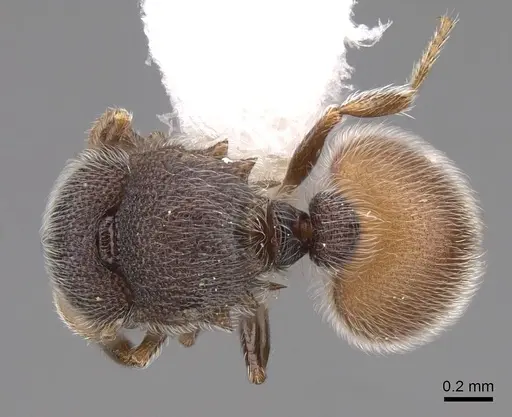 Meranoplus excavatus - CASENT0922919