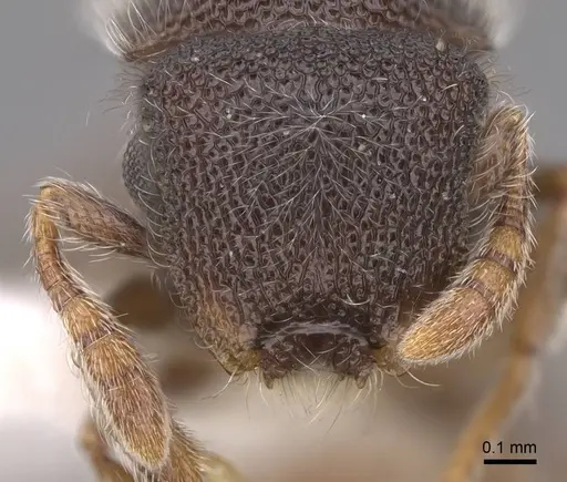 Meranoplus excavatus - CASENT0922919