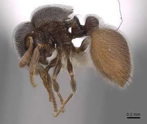 Meranoplus excavatus - CASENT0922919