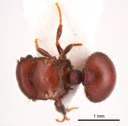 Meranoplus fenestratus specimen