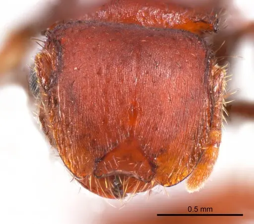 Meranoplus fenestratus specimen