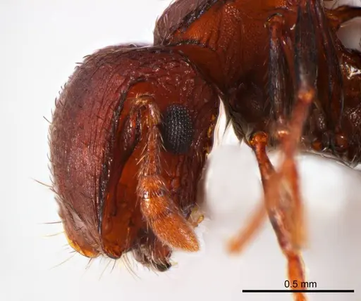 Meranoplus fenestratus specimen