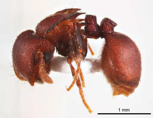 Meranoplus fenestratus - ANTWEB1008668