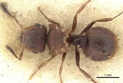 Meranoplus fenestratus - CASENT0902050