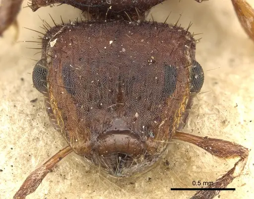 Meranoplus fenestratus - CASENT0902050