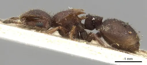 Meranoplus fenestratus - CASENT0902050