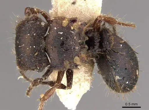 Meranoplus fenestratus - CASENT0908946