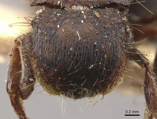 Meranoplus fenestratus - CASENT0908946