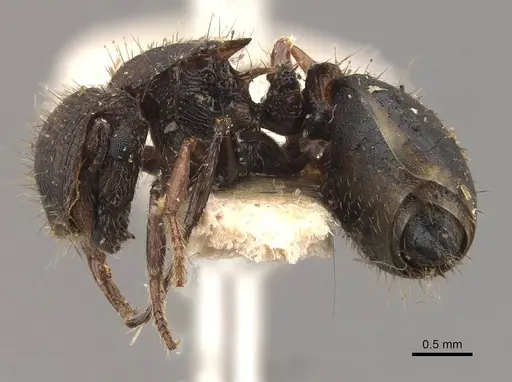 Meranoplus fenestratus - CASENT0908946