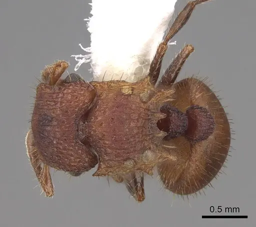 Meranoplus fenestratus - CASENT0922914