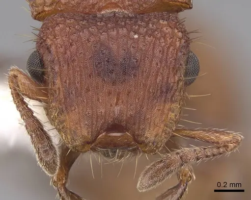 Meranoplus fenestratus - CASENT0922914