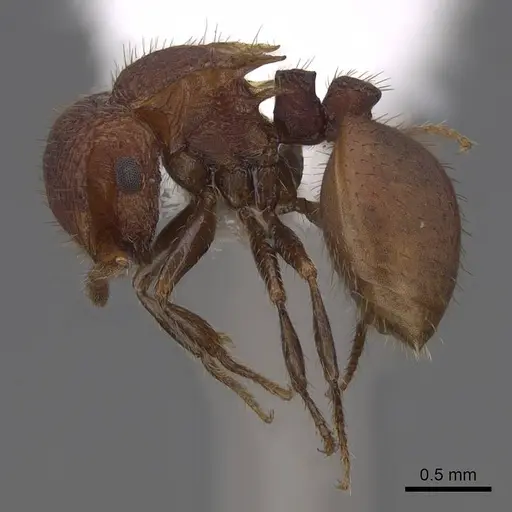 Meranoplus fenestratus - CASENT0922914