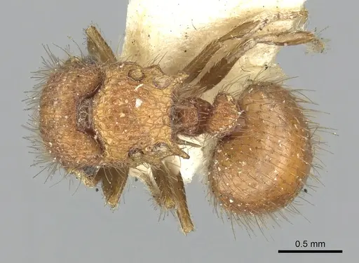 Meranoplus ferrugineus specimen