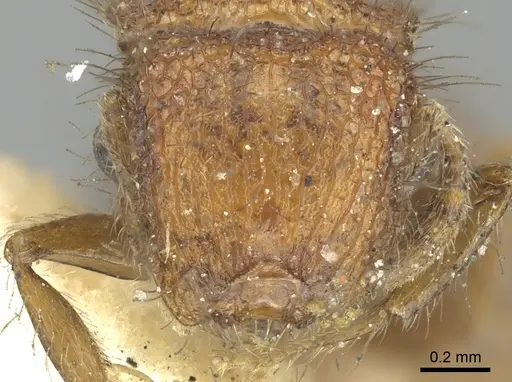 Meranoplus ferrugineus specimen