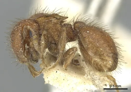 Meranoplus ferrugineus specimen