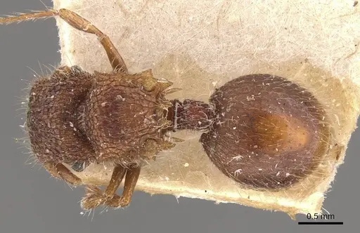 Meranoplus froggatti specimen