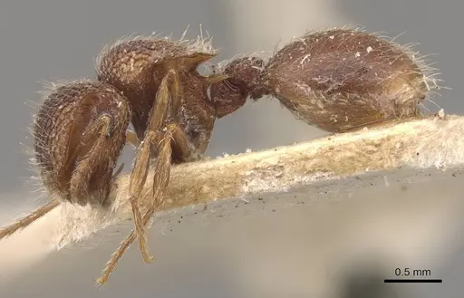 Meranoplus froggatti specimen