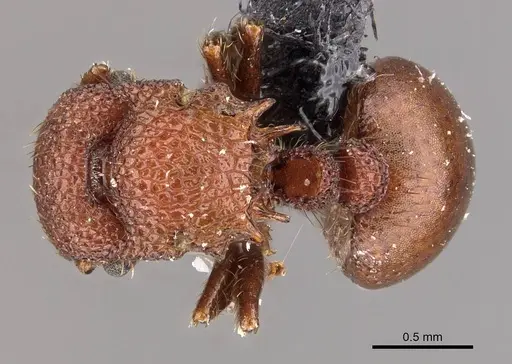 Meranoplus hilli specimen