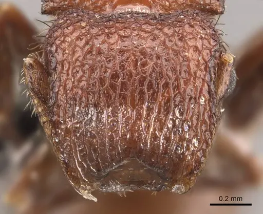 Meranoplus hilli specimen