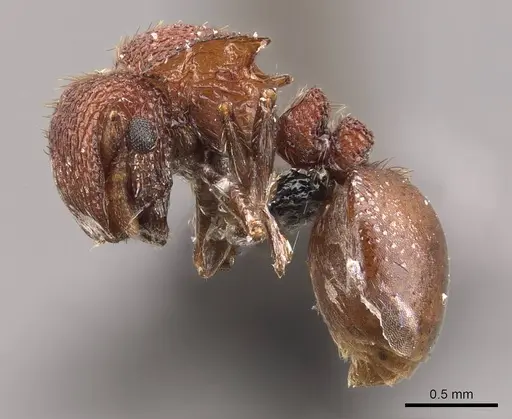 Meranoplus hilli specimen